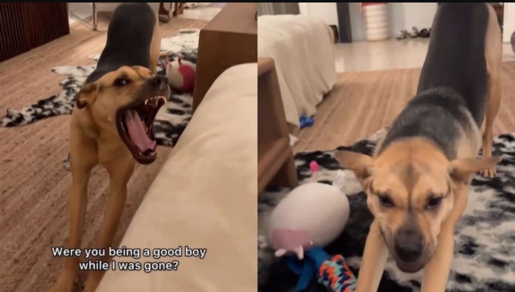 Why This Rescue Puppy’s Overjoyed Smile After Seeing His Owner Went Viral