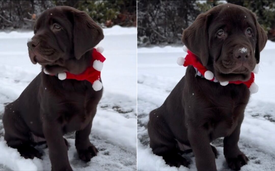 From Snow Flakes to Full‑Speed Zoomies: A Puppy’s Unforgettable Holiday Moment