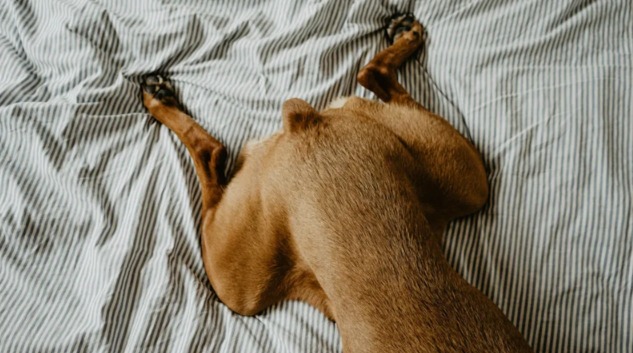 After Waiting Six Long Years for a Family, This Senior Rescue Dog Finally Feels Loved