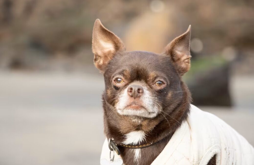 How Mr. Conor the Senior Rescue Chihuahua Found Pure, Undeniable Joy in His New Home