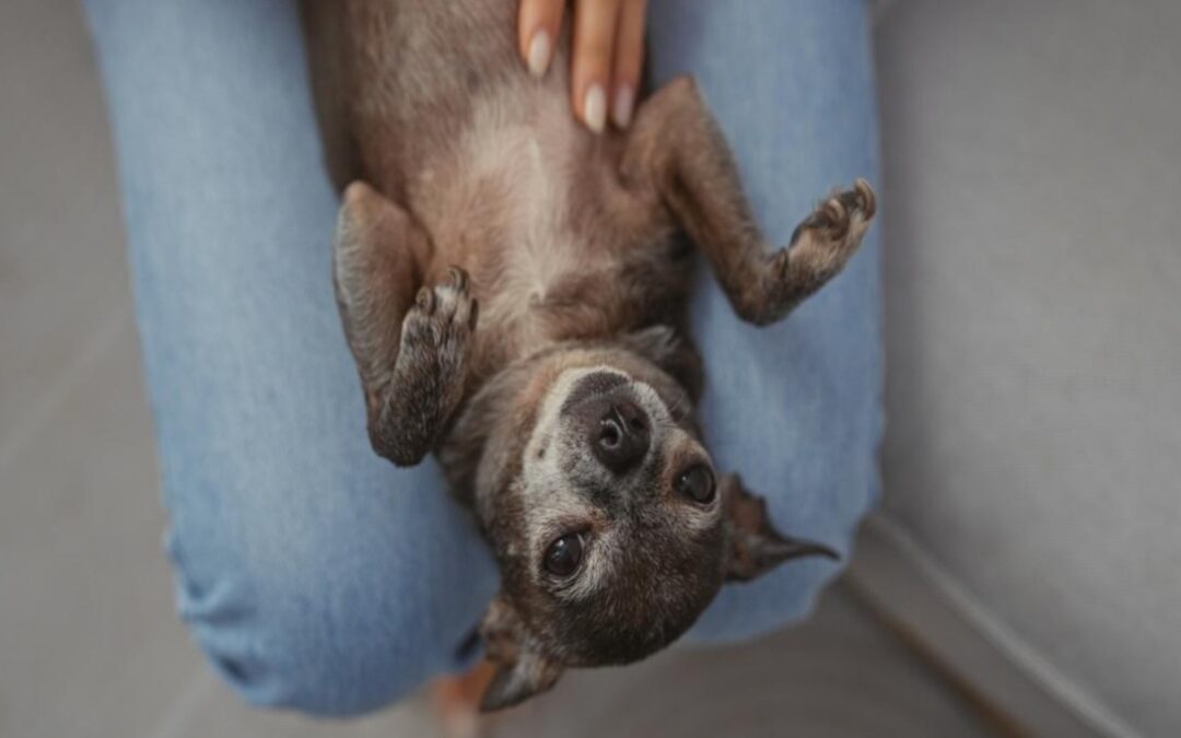 Senior Shelter Chihuahua Turns Into a “Leaping Potato” of Joy After Adoption