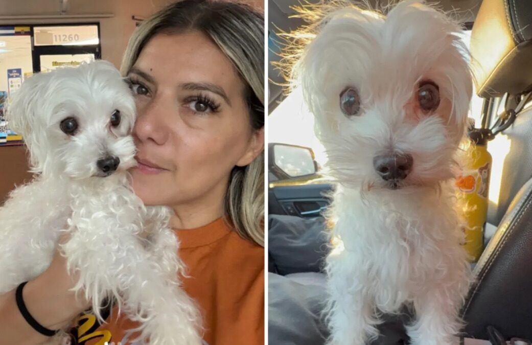 The Words That Started It All: How One Dog’s Story Sparked a Rescue Mission