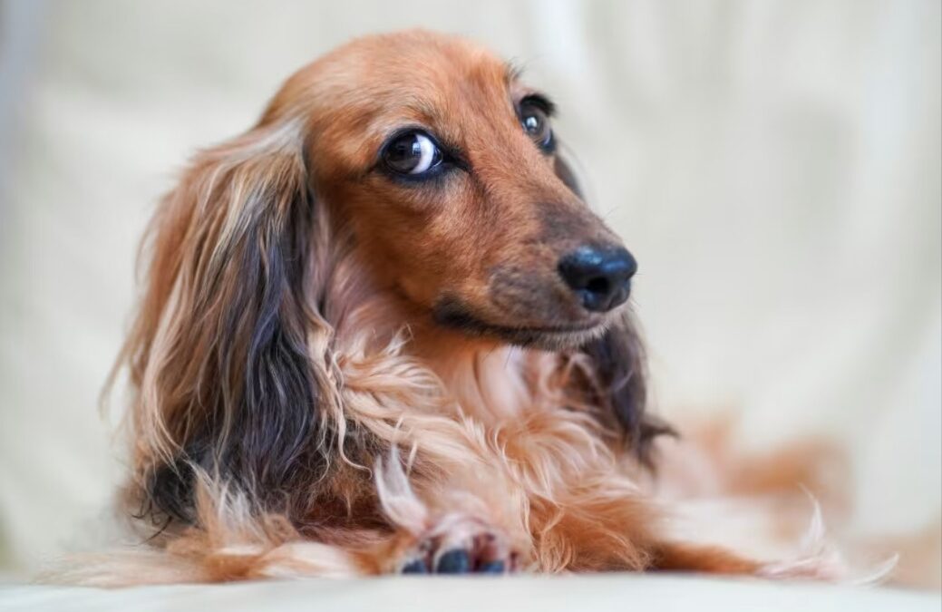 What Happens When a Dachshund Tries Way Too Hard to Show His Love With a Smile
