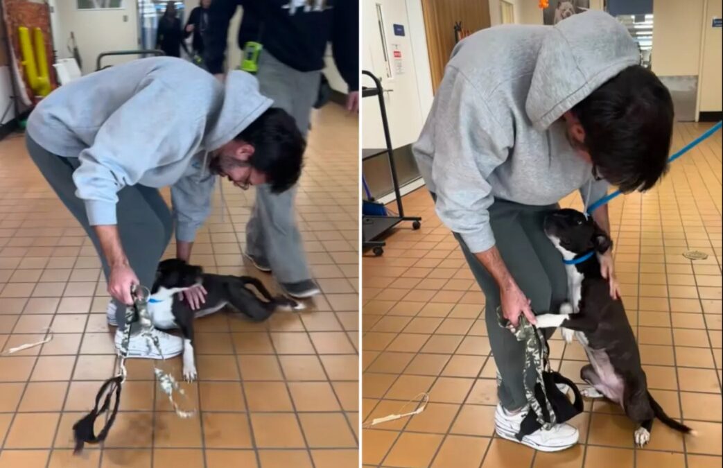 Perfect Match: The Rescue Dog That Brought Joy Back to a Father’s Life