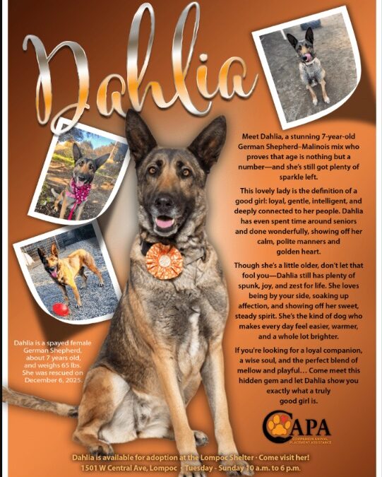 Dahlia: A Loving Companion Waiting for Her Home