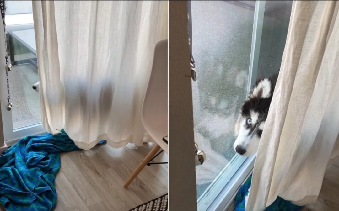 Watch This Husky’s Hilarious Hide‑and‑Seek Reaction When He’s Caught