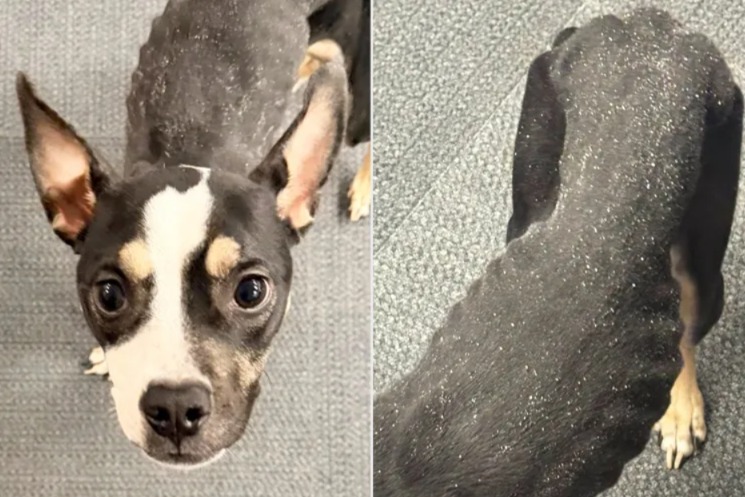 Starving and Freezing: Pittsburgh Rescue Dog’s Miraculous Second Chance