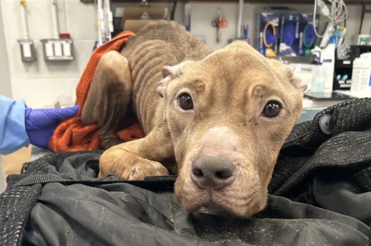 A Miracle for Dolly: The Emaciated Stray Dog Fighting for Her Life in Boston