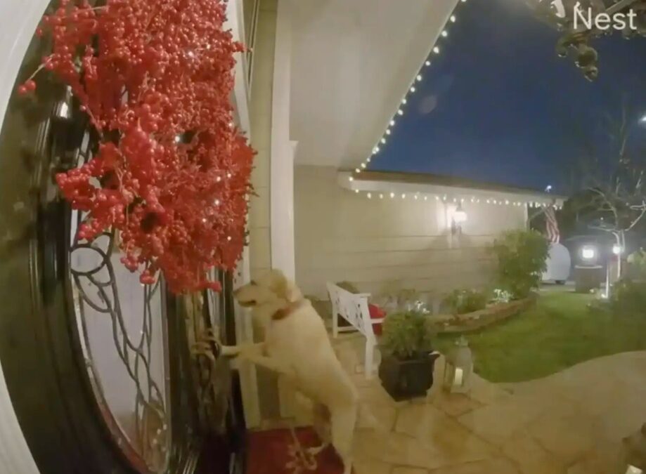 How One Dog’s Daily Visits Led to a Clever Doorbell Upgrade and Friendship
