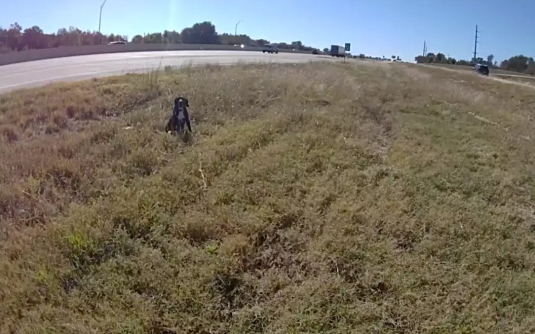 Officer Stops to Help Dog Stranded on Busy Highway — What He Discovers Next Is Incredible