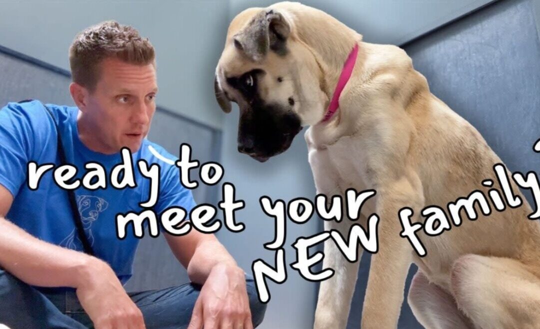 The Heartwarming Rescue of Dottie the Mastiff: From Starvation to Second Chances