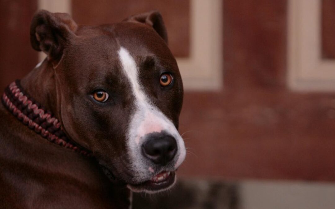 ‘Too Good for This World’: Pit Bull’s Happy Cuddle Response Is Impossible Not to Love
