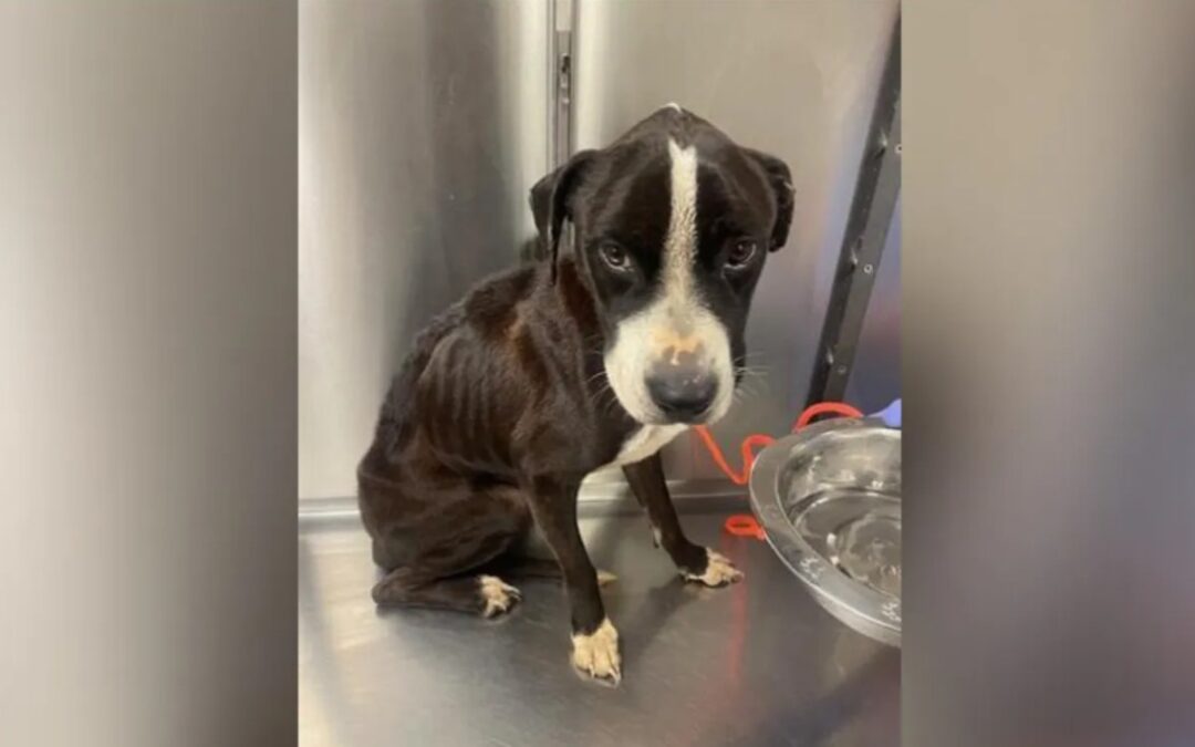 The Emotional Journey of Draco: A Once‑Fearful Dog Who Found Love at Last