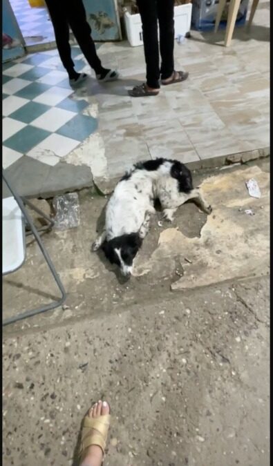 Barely Alive on the Street — This Dog’s Strength Comes Back the Moment She Sees Her Rescuer