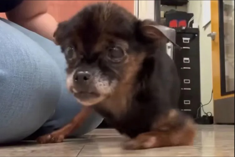 He Brings Her the Same Toy Every Day — And the Reason Will Melt Your Heart