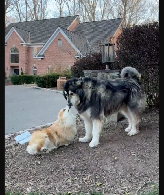The Heartwarming Reunion of a Corgi and Her Best Friend After 12 Long Months