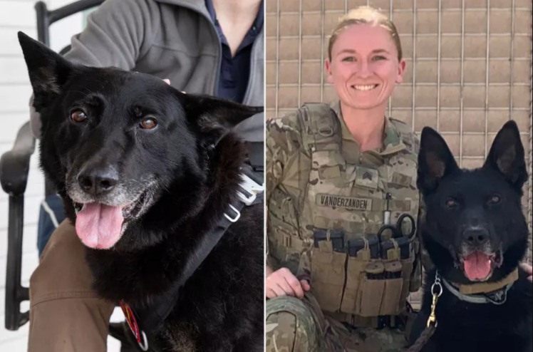 The Hero’s Homecoming: After Three Years and Two Combat Zones, a Soldier and Her K9 Are Finally Whole Again