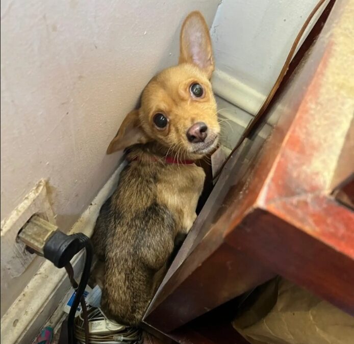 Terrified Puppy Found Alone in Vacant House — Police Give Him a Second Chance