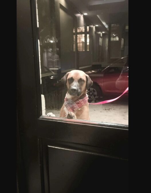 Rescue Dog Spreads Holiday Cheer With Heartwarming Gift Exchange With Concierge