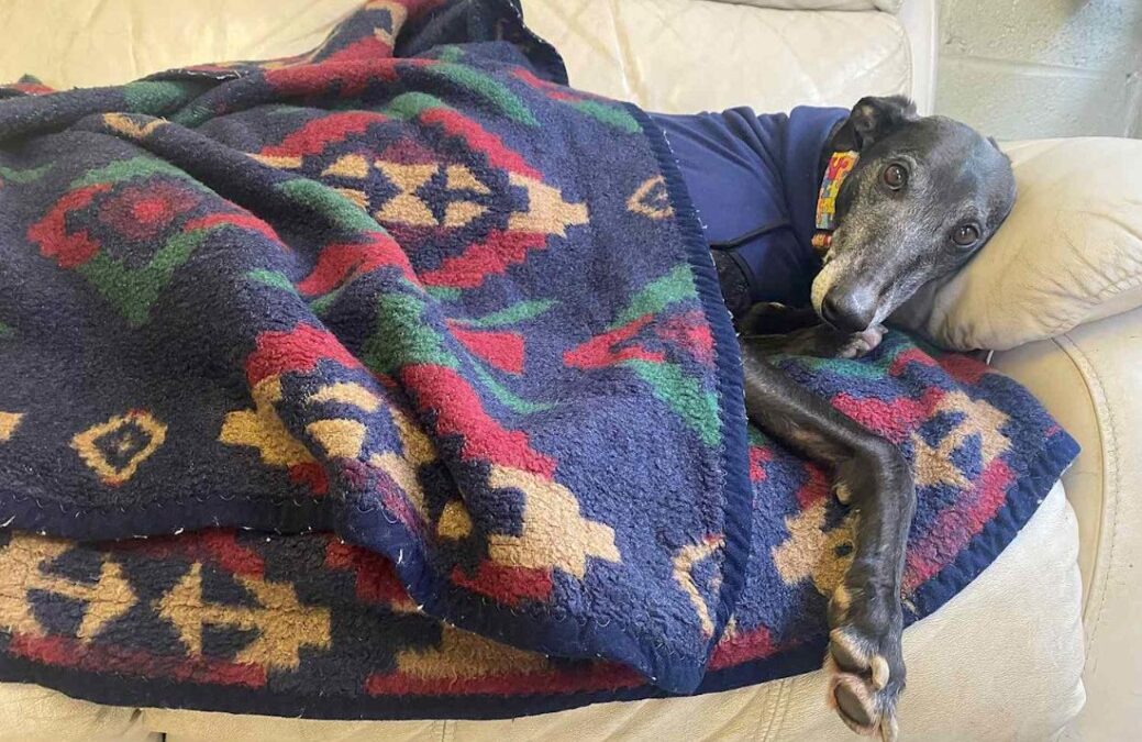 After More Than 1,000 Days Waiting, Greyhound Bobby Finally Finds His Forever Home