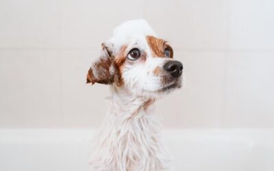 Puppy Grooming 101: How to Turn Bath Time and Brush Time Into Bonding Time