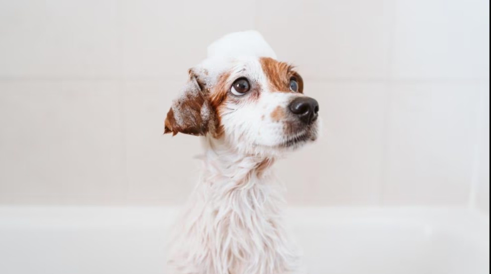 Puppy Grooming 101: How to Turn Bath Time and Brush Time Into Bonding Time