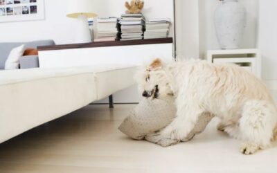 Decoding the “Bad Dog”: Why Your Pup’s Habits Are Actually a Cry for Connection