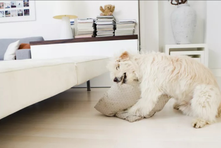 Decoding the “Bad Dog”: Why Your Pup’s Habits Are Actually a Cry for Connection