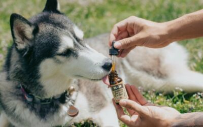 Natural Healing for Your Pet: A Holistic Guide Every Fur Parent Should Read