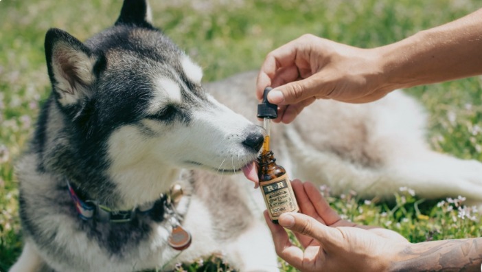 Natural Healing for Your Pet: A Holistic Guide Every Fur Parent Should Read