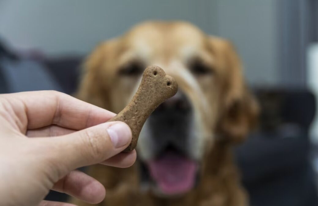 The Heartwarming Moment a Little Boy Gave His Golden Retriever Hidden Treats