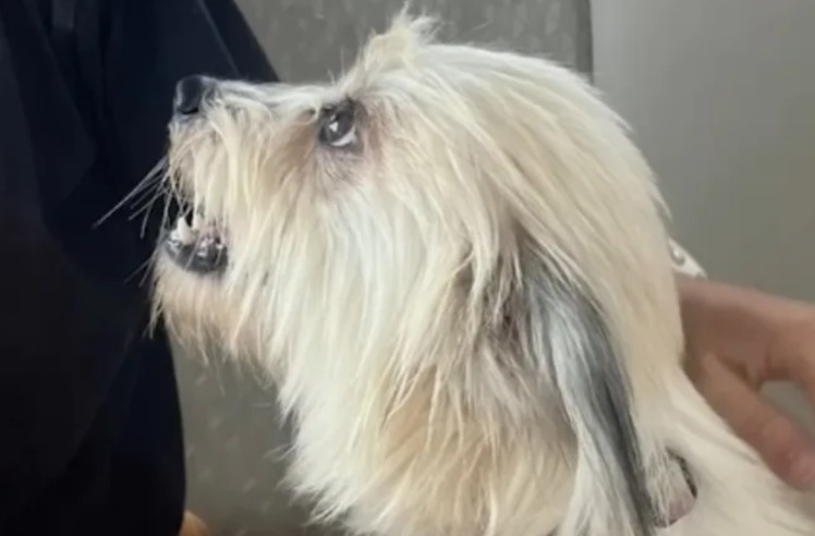 Heartbreak to Happiness: A Mama Dog’s Path From Garbage to Growth