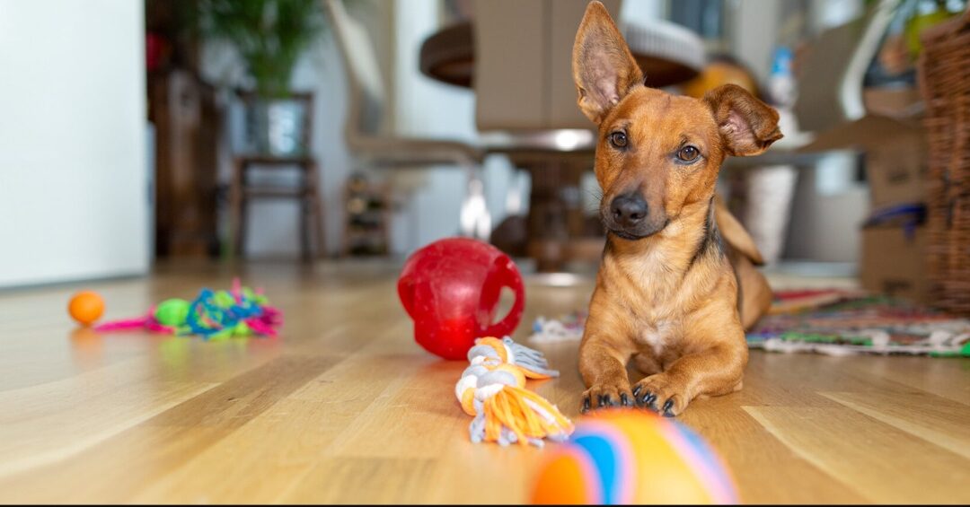 Stuck Inside? How to Turn Your Living Room into a Canine Wonderland