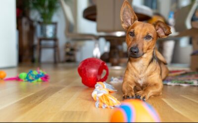Stuck Inside? How to Turn Your Living Room into a Canine Wonderland