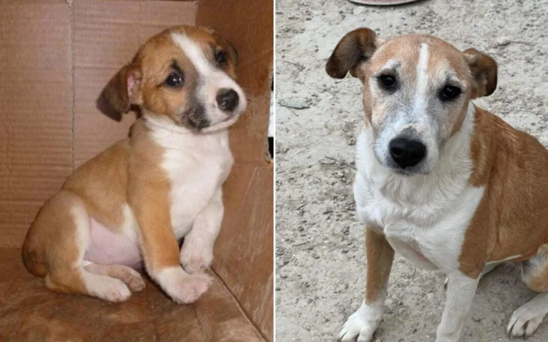 After 13 Years in a Shelter, This Dog Finally Found a Loving Home