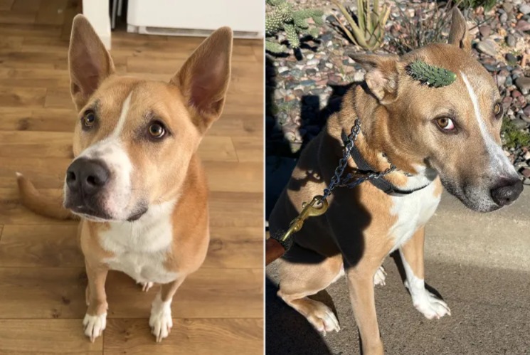 Cactus, Curiosity and Chaos — Watch What Happens When a Dog Gets a Plant Stuck on His Head
