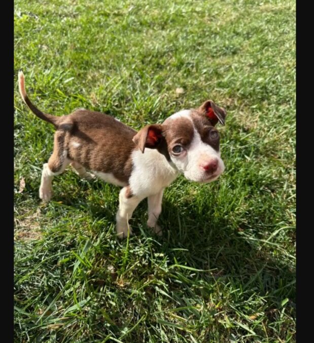 The Little Gas Station Puppy Who Almost Didn’t Survive and Her Journey to Happiness