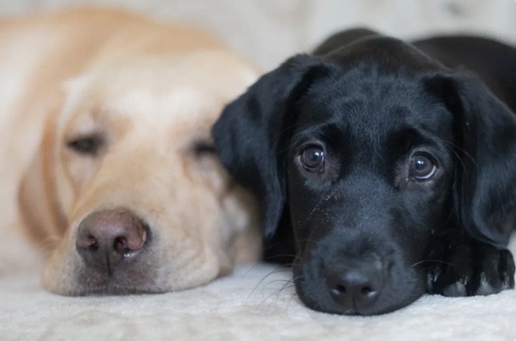The Heartwarming Way Black Labradors Welcomed and Calmly Comforted a New Shelter Dog