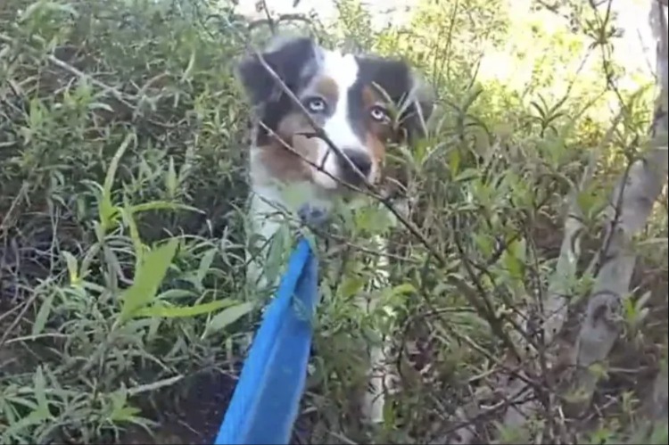 From Fear to Reunion: A California Dog Lost in Rugged Terrain Is Finally Found and Returned