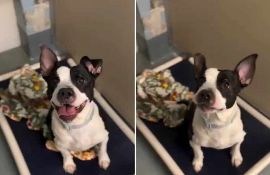 Tiny Blanket, Big Heart: Rescue Dog’s Holiday Turnaround
