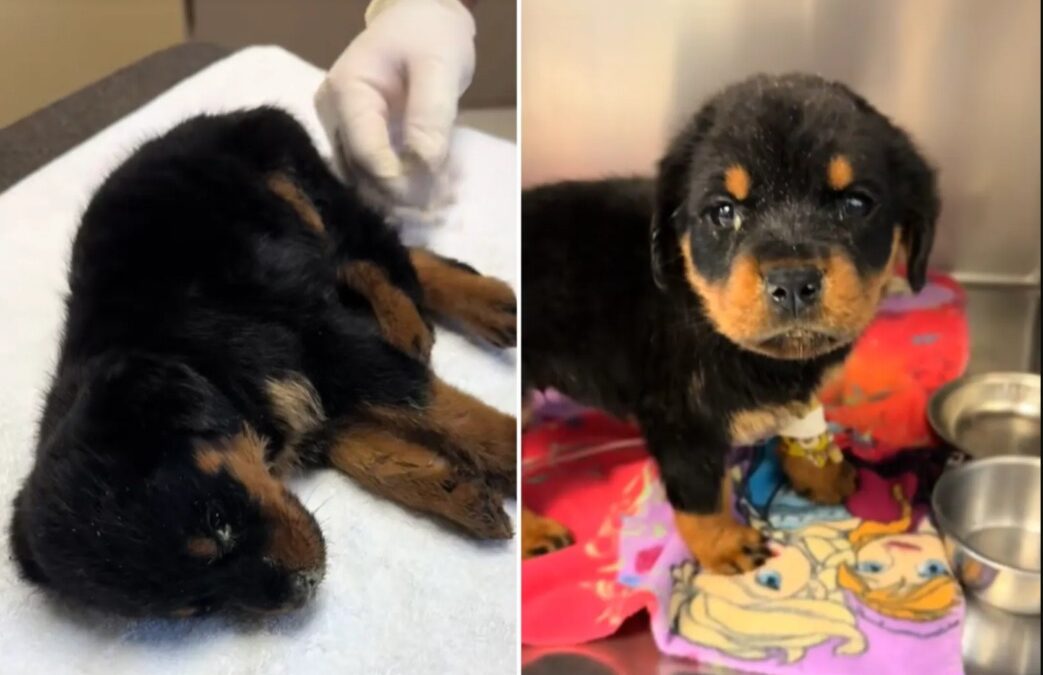 The Miraculous Rescue of Locksley — a Weeks-Old Rottweiler Puppy Found Minutes From Death