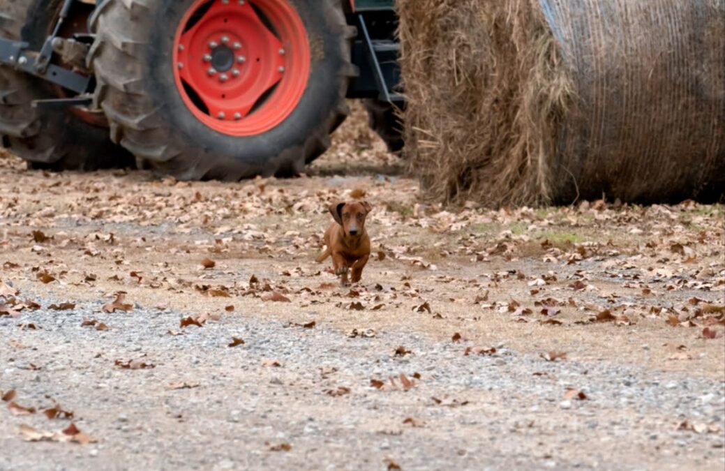 The Fearless Little Dachshund Named Lola Who Runs Circles Around Cows