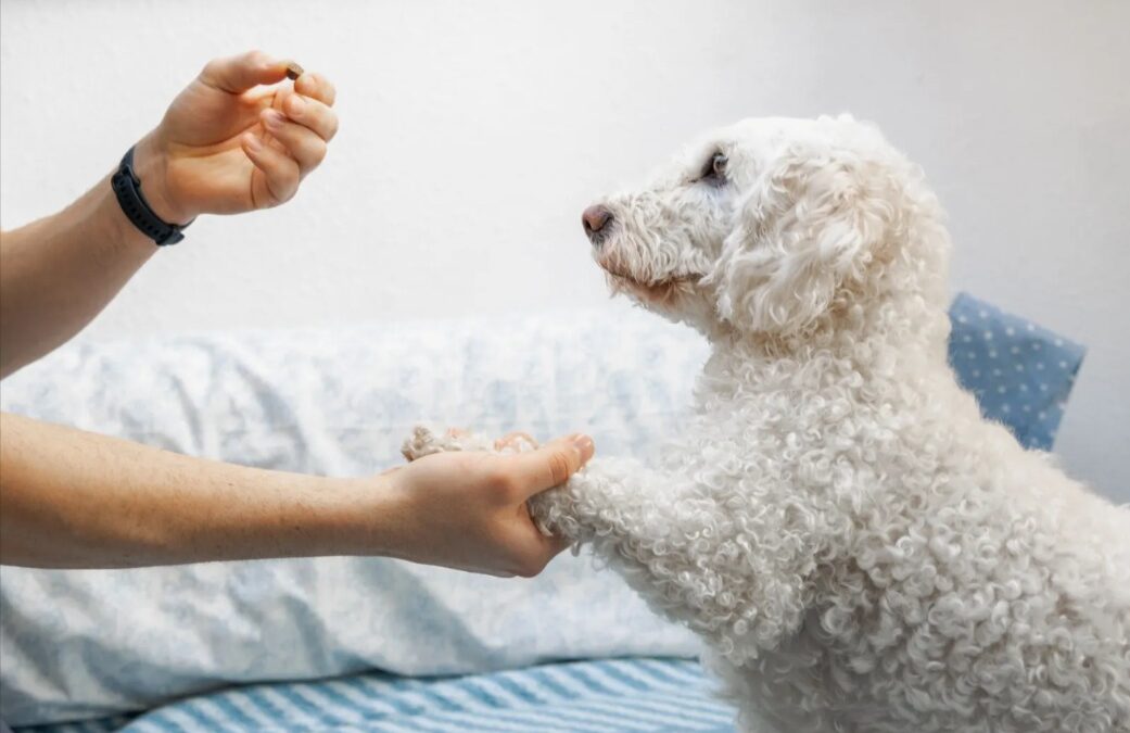 A Holiday Homecoming: The Story of a Dog’s First Christmas With a Family