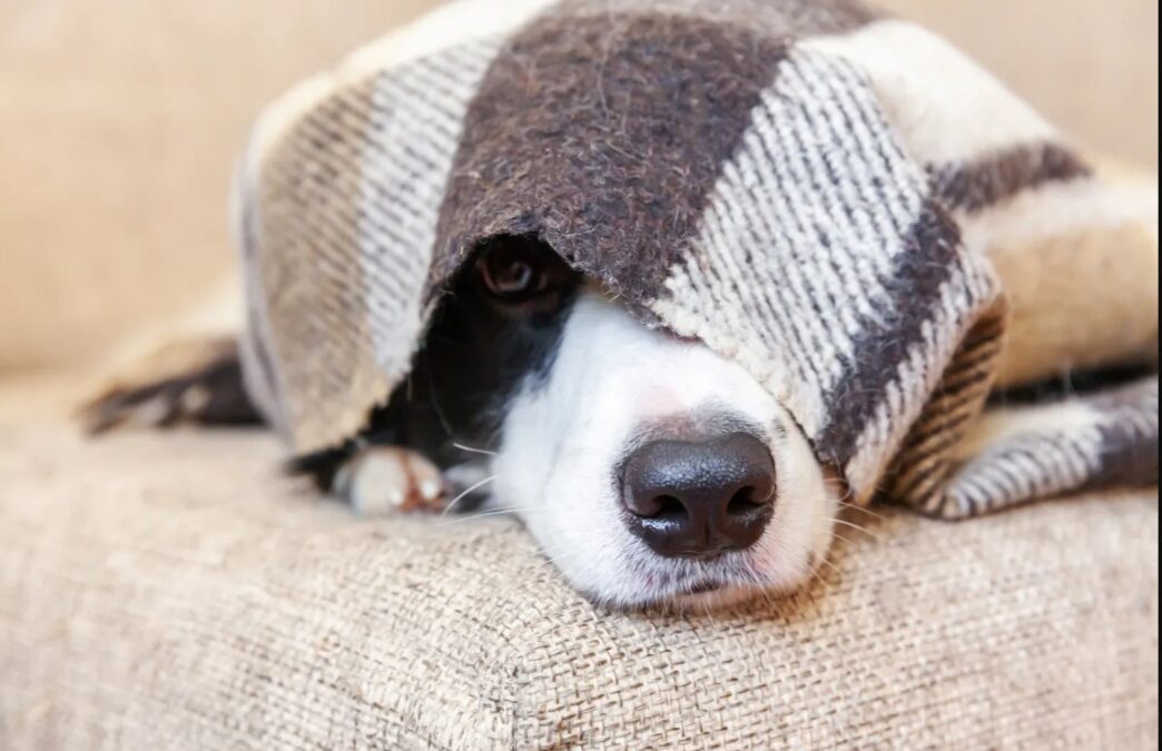 Why This Rescue Dog’s Adorable Head Prompting for Scratches Melted Hearts Online