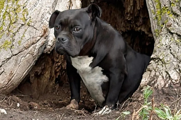 The Fearful Stray Dog Living Inside a Tree Trunk Who Was Saved From Chicago’s Brutal Winter