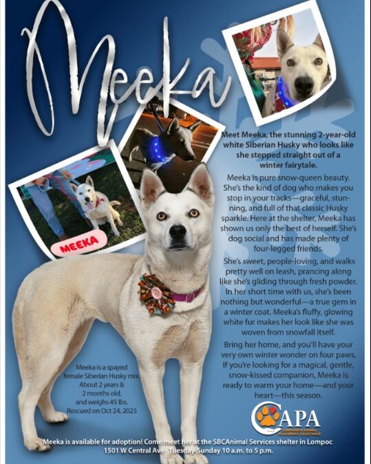 Meet Meeka: The Social Husky-Mix Ready to Steal Hearts and Find Her Forever Home