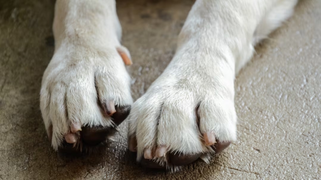 Heartwarming Reunion: Mom Dog Gets to See Her Daughter Again