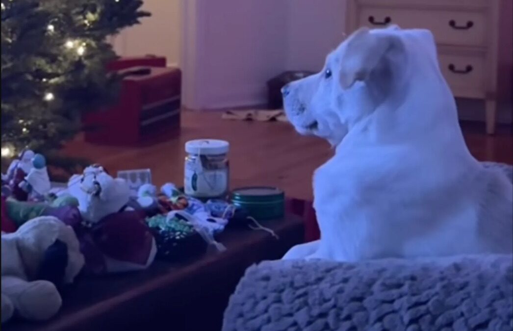 How a Rescue Puppy’s Christmas Update Turned Despair Into Warmth