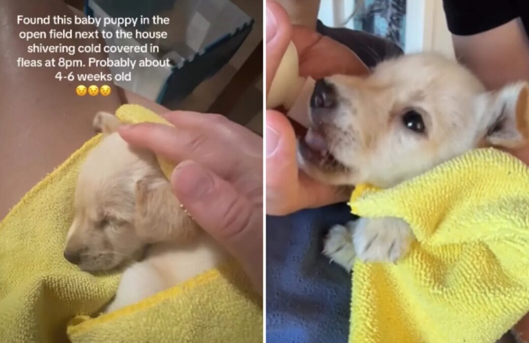 How One Woman’s Quick Action Saved a Shivering Puppy — and Gave Her a Forever Home