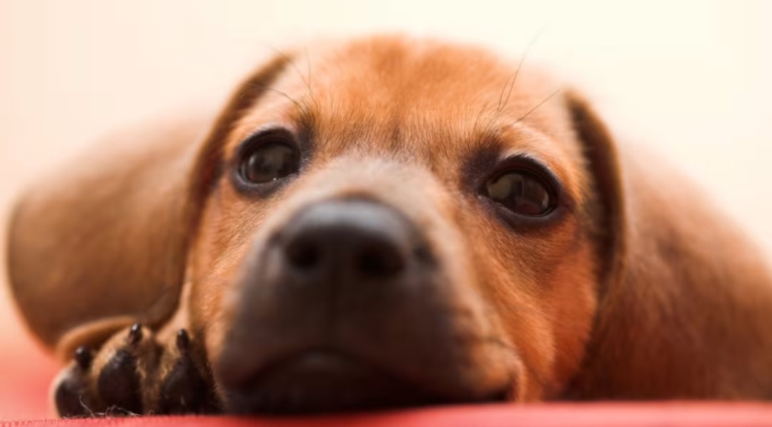 How Two Brothers — One Tiny and One Gigantic — Became TikTok’s Favorite Duo